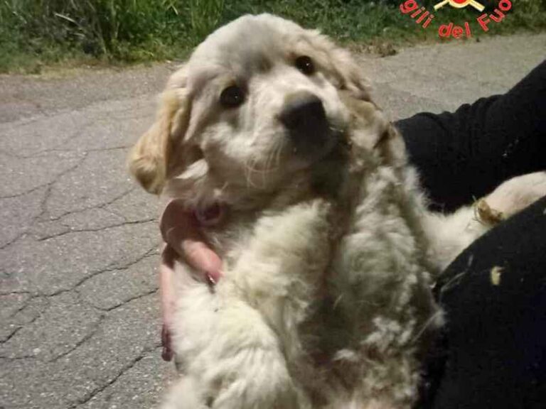 cucciolo cane catanzaro