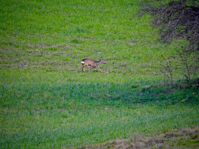 parco-nazionale-del-pollino
