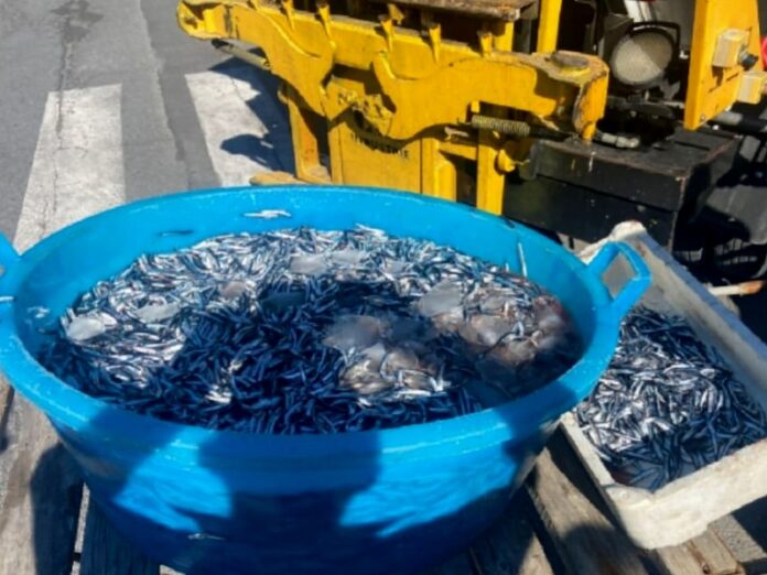 pescato sequestro vibo marina