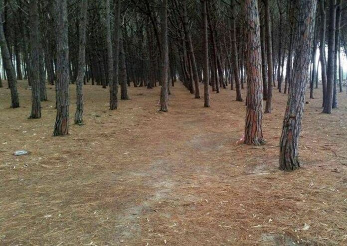 pineta colamaio pizzo