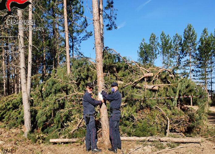 taglio abusivo alberi camigliatello