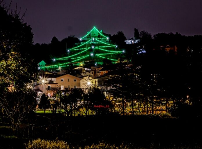 albero montagna calabria
