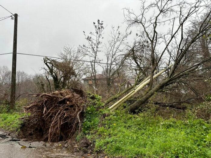 albero maltempo vibonese