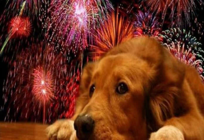 botti capodanno cani