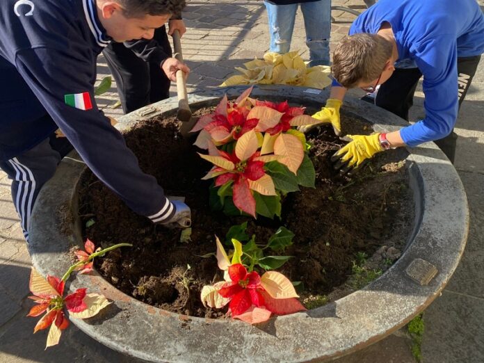 stelle di natale piantate dai pazienti