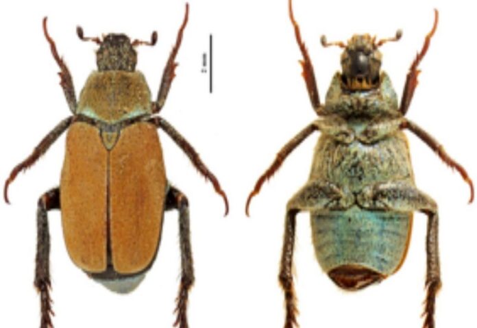 coleottero aspromonte