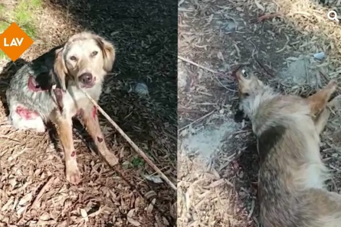 cani legati morte