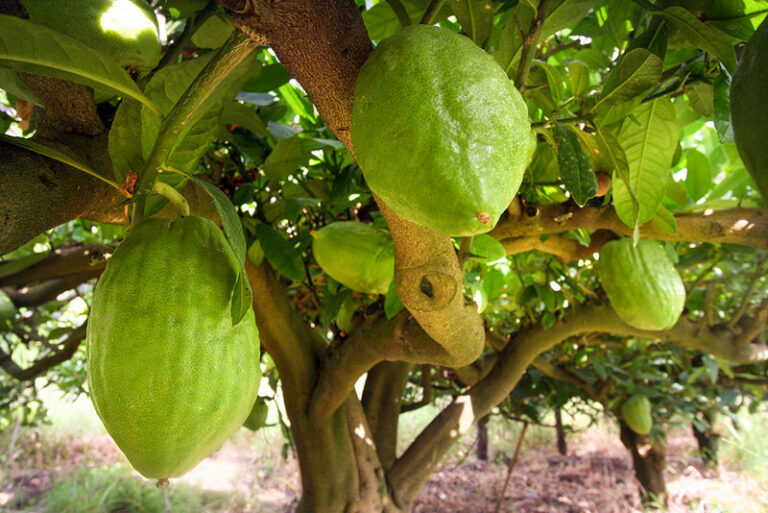 cedro santa mario del cedro