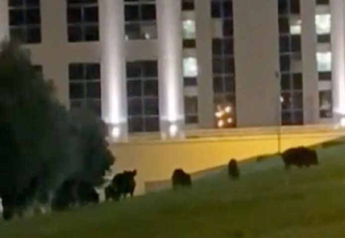 cinghiali cittadella regionale