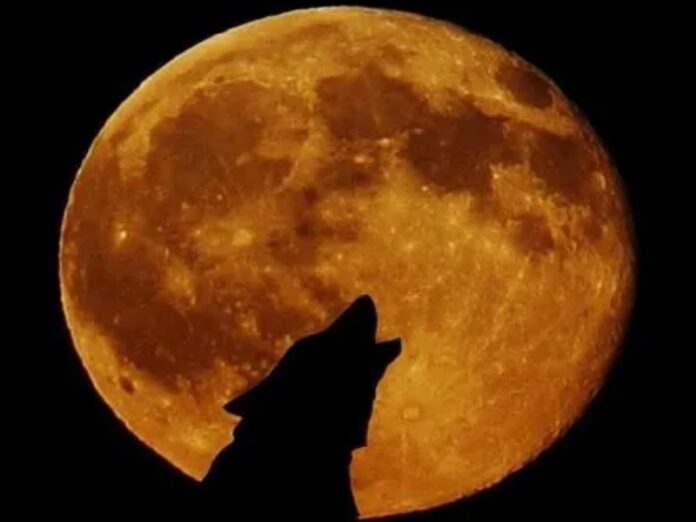 luna piena del lupo