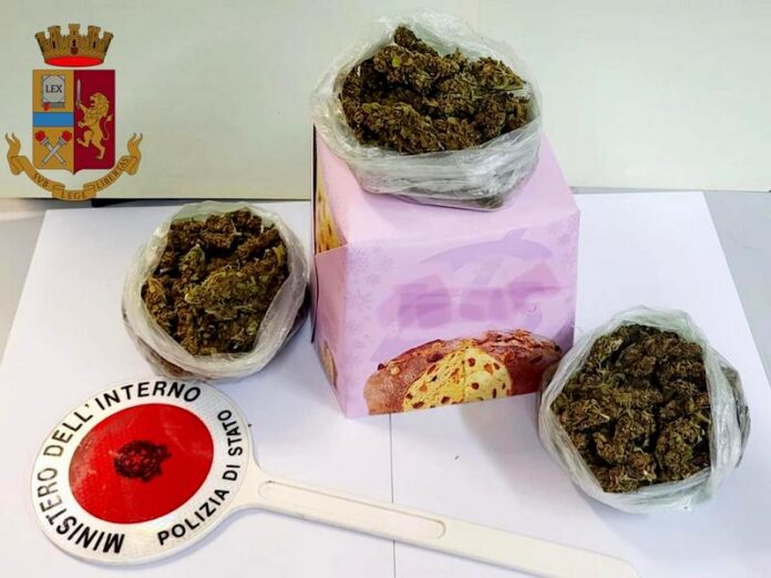 marijuana panettone vibo
