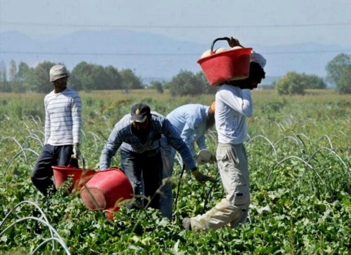 migranti agricoltura