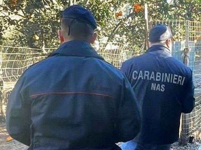 nas canili reggio