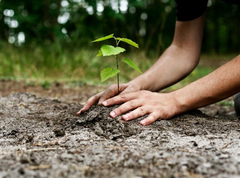 piantumazione alberi