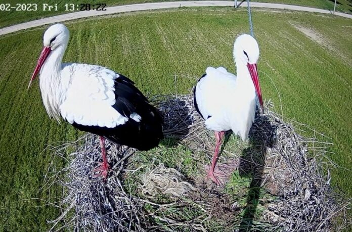 cicogne webcam nido