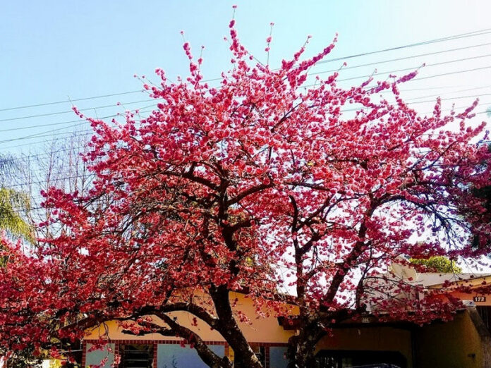 caldo anomalo ciliegi in fiore