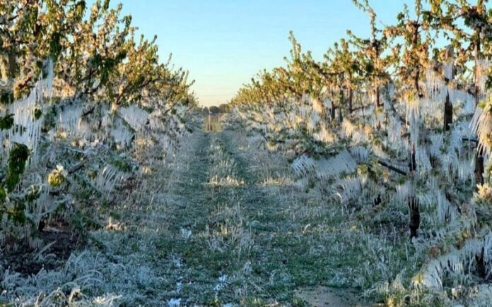 coltivazioni distrutte vento gelo