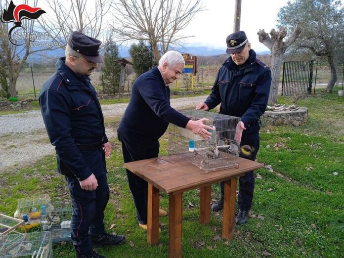 bracconaggio cardellini rossano