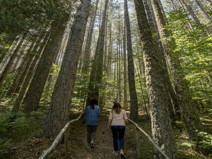 Giganti della Sila_Foto Studio Larus, 2019 © FAI - Fondo Ambiente Italiano