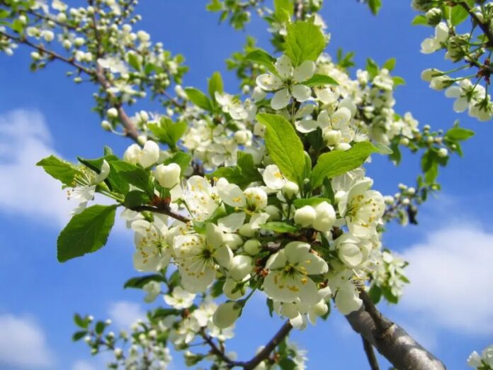 fiori alberi primavera