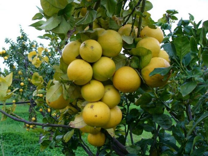 bergamotto pianta