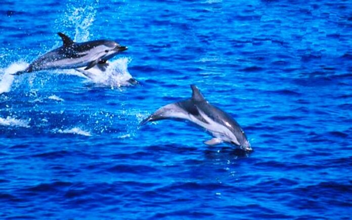 delfini mare calabria