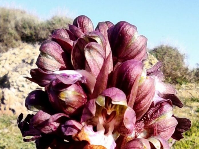 orchidea capocolonna
