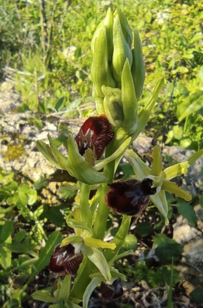 orchidea capocolonna