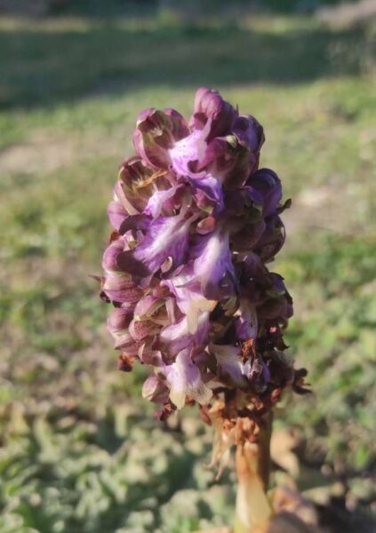 orchidea capocolonna