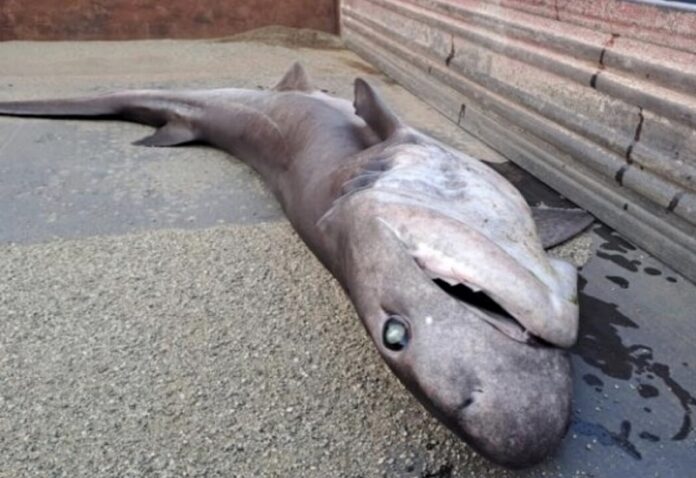 squalo stretto di messina