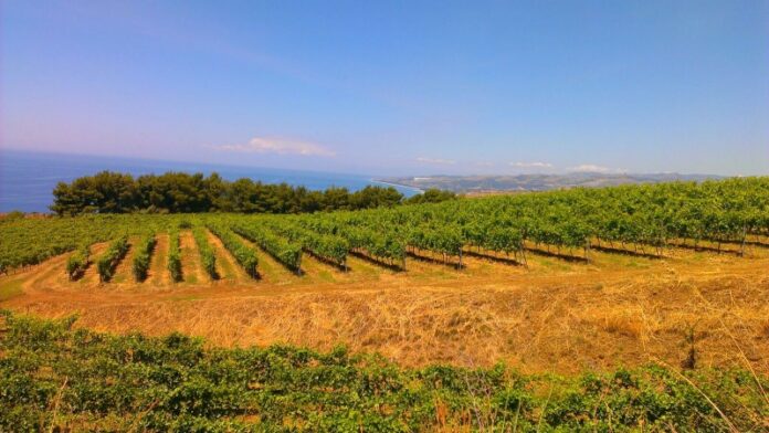vigneti reggio calabria