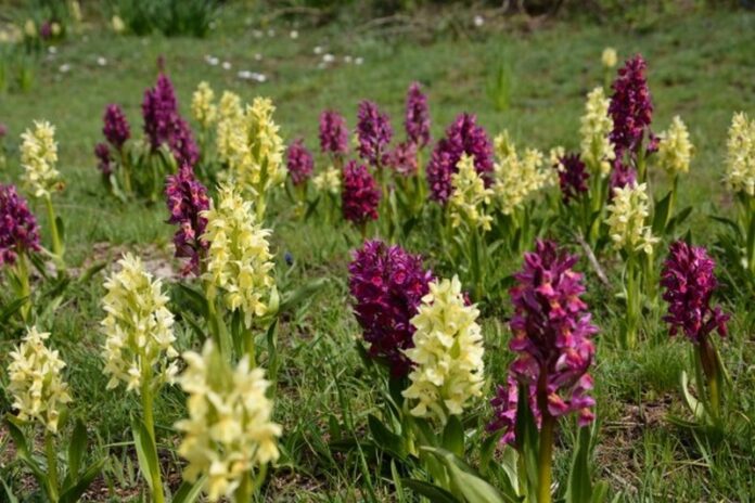 orchidee calabria