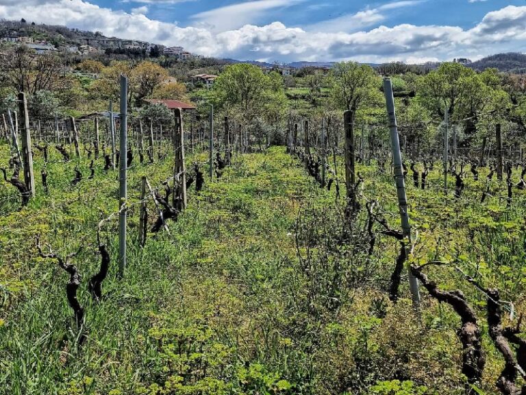 vigneto Magna Graecia