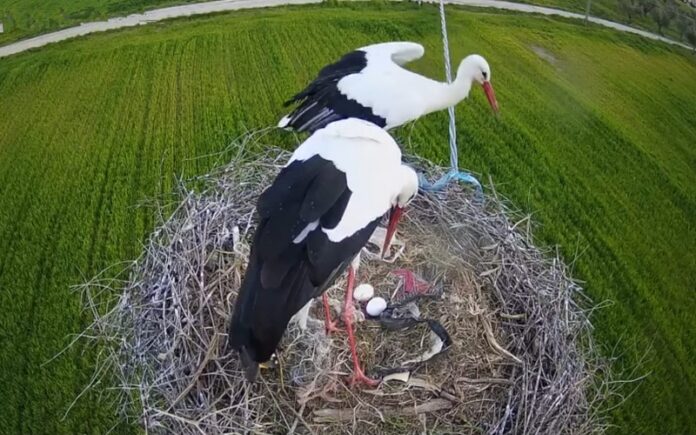 cicogne Calabria Luzzi