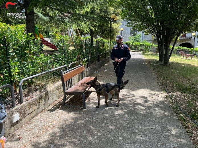 cane antidroga acri