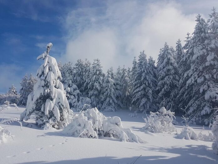 sila aprile neve