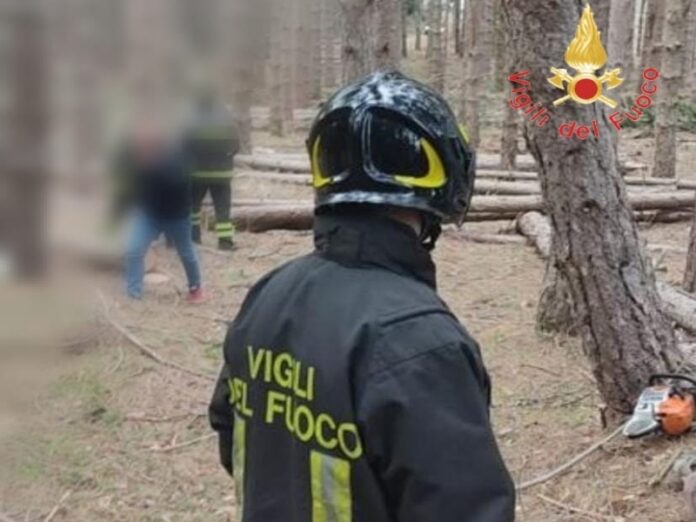 taglia albero muore schiacciato