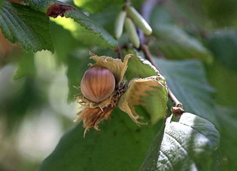 nocciola Tonda di Calabria