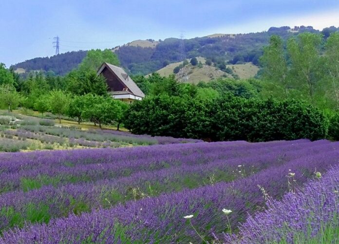parco lavanda
