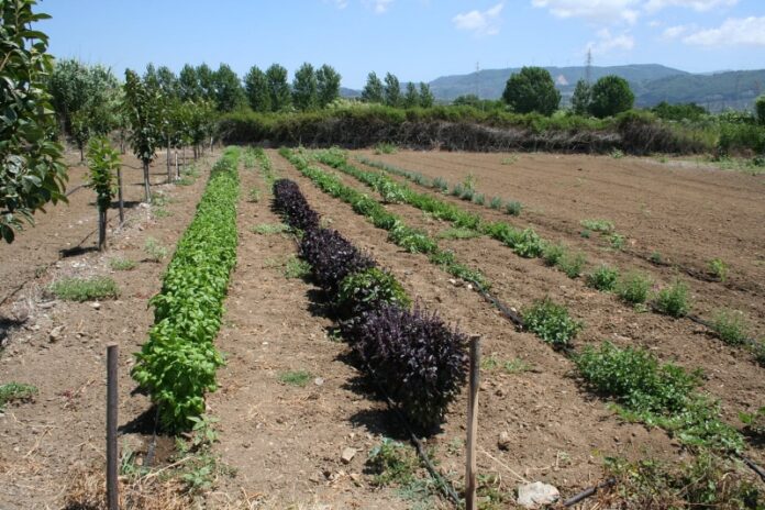 piante officinali in Calabria