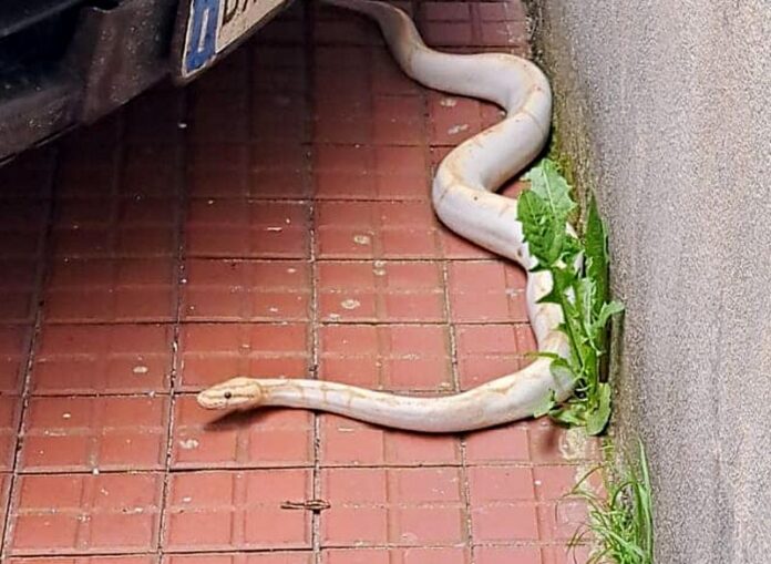 pitone bianco serra san bruno