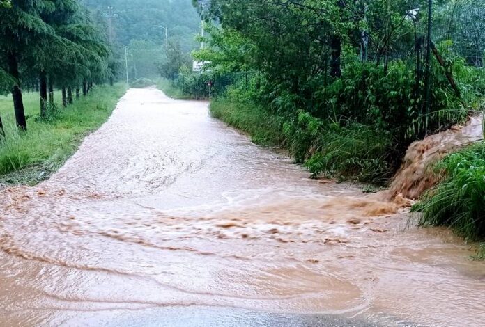 canile donnici maltempo