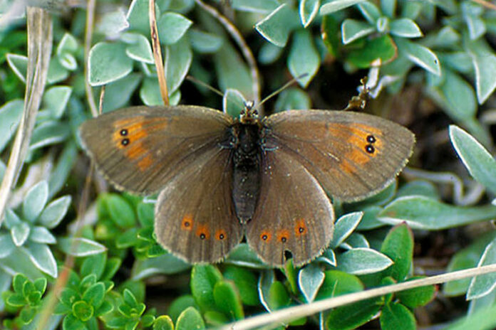 cassioides erebia