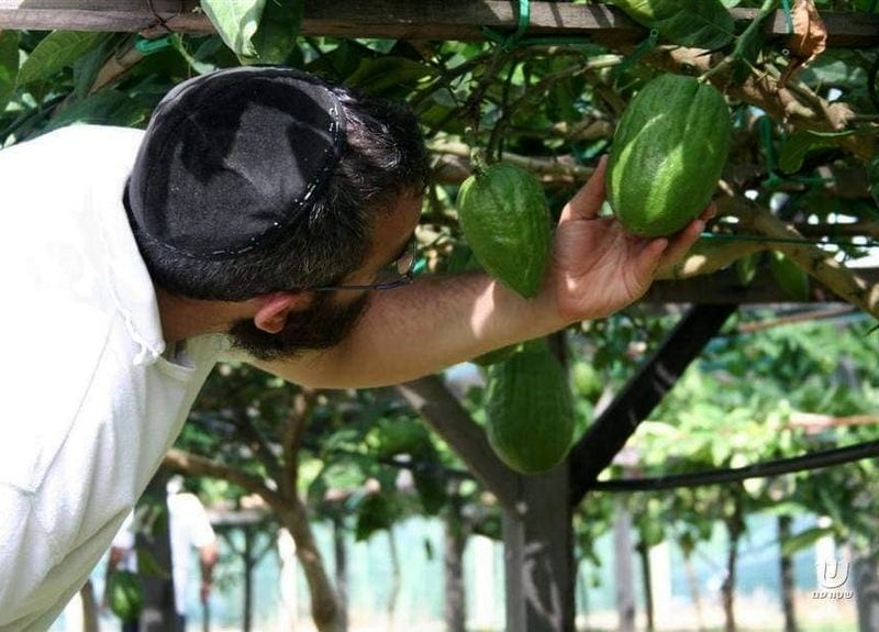 cedro rabbino