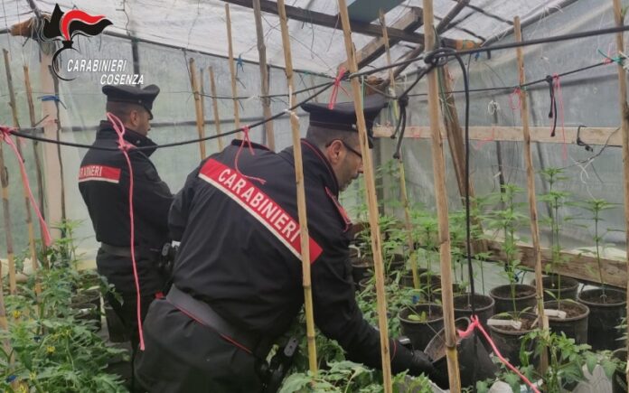 serra di marijuana