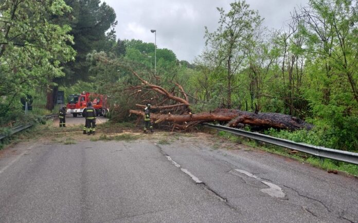 albero caduto Cosenza