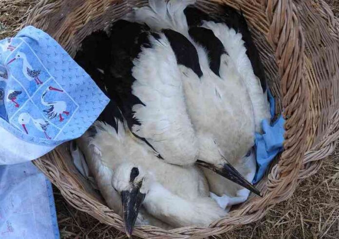 inanellamento cicogna lipu