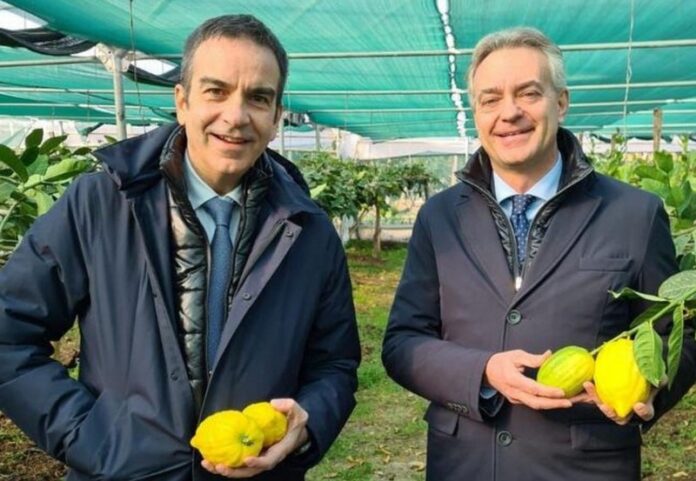 occhiuto gallo cedro