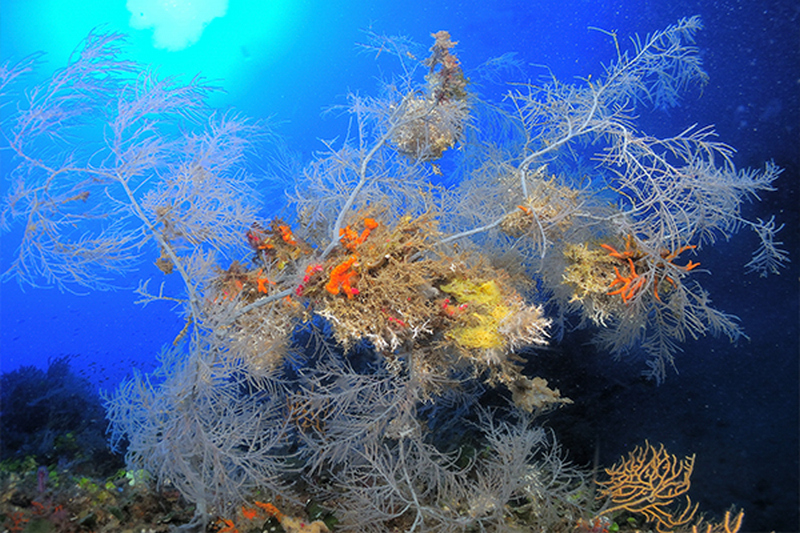 Parco Marino Regionale “Scogli d’Isca”