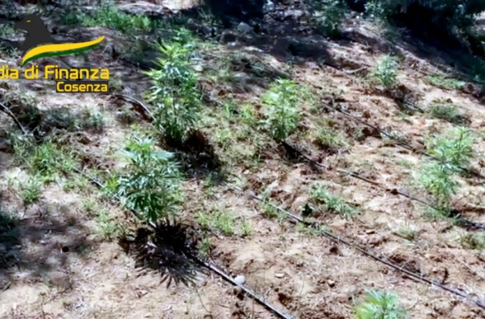 piantagione cannabis cosenza